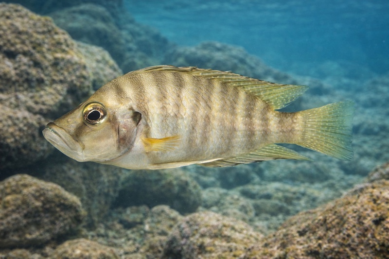 Altolamprologus compressiceps 'Maswa'